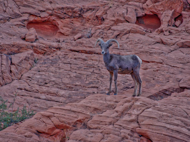 istock Mountaim goat in Valley of Fire 1026837994