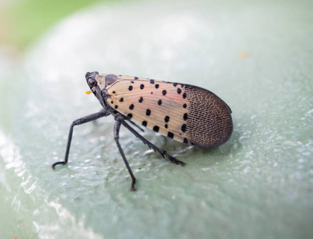 istock Spotted lantern fly on fence, Berks County, Pennslvania 1026838262
