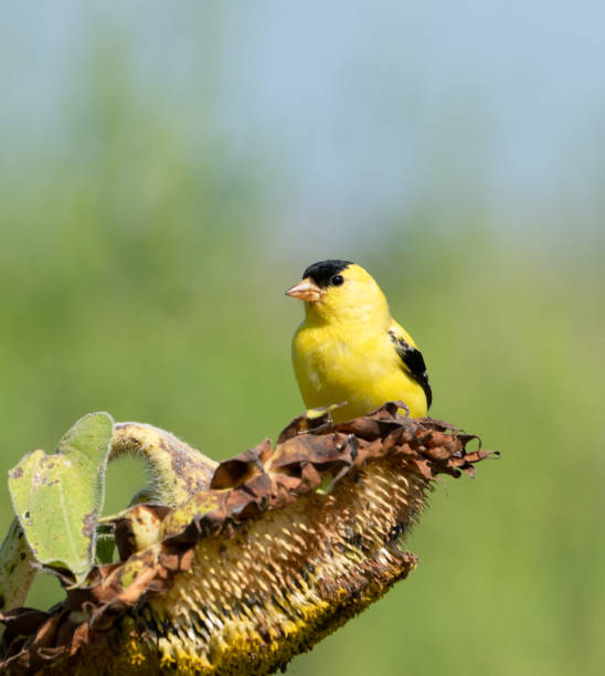istock Bright yellow goldfinch on sunflower 1026838266