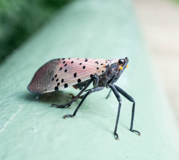 istock Spotted lantern fly, Berks County, Pennsylvania 1026838282