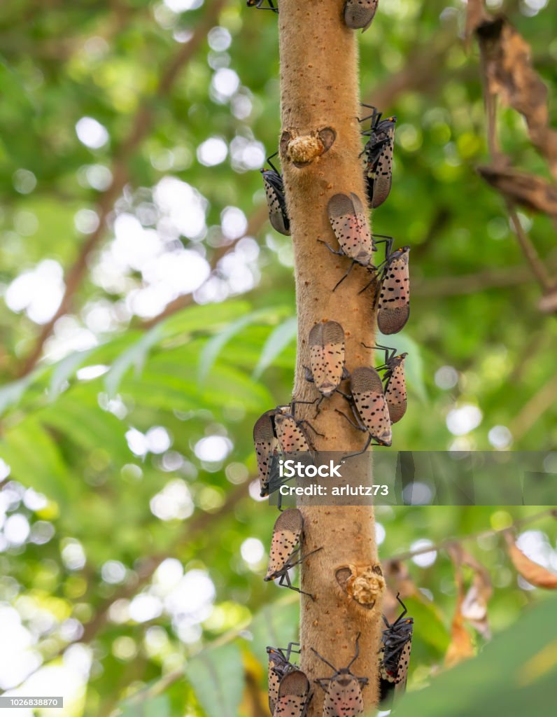 Swarm of spotted lantern flies, Berks County, Pennsylvania Swarm of spotted lantern flies on sumac tree, Berks County, Pennslvania. Spotted Lanternfly Stock Photo