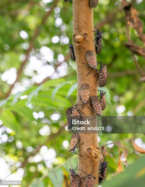 Swarm Of Spotted Lantern Flies Berks County Pennsylvania Stock Photo - Download Image Now