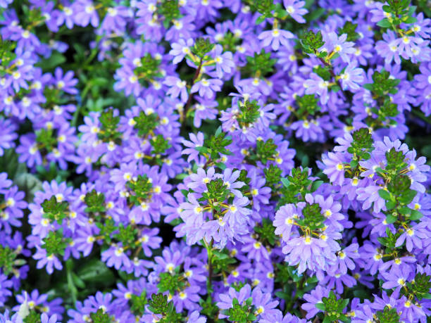 istock Scaevola nitida background, close-up. Scaevola is a plants with green foliage and royal blue flowers in the Goodenia family, Goodeniaceae. Tropical nature of Australia and Polynesia. Fan flowers, half flowers, naupaka 1026840556