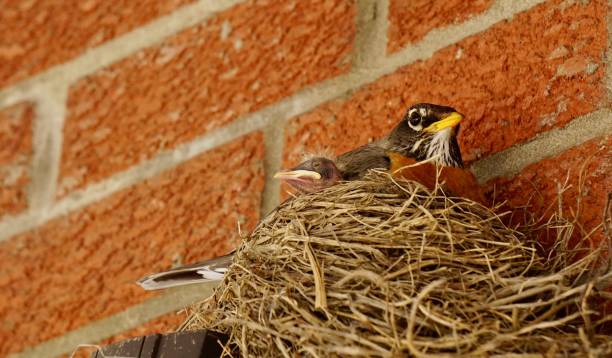 istock Robin and baby chick in nest 1026840716