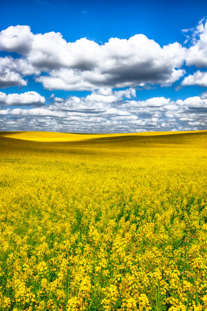 istock flowering field of colza outdoors in spring 1026846158