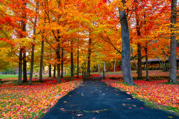 アメリカ北東部の美しい秋の紅葉 - watkins glen ストックフォトと画像