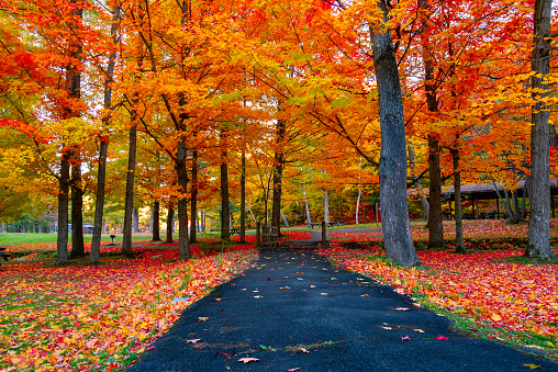 Colorful autumn trees in the forest, White Mountain National Forest, New Hampshire, USA