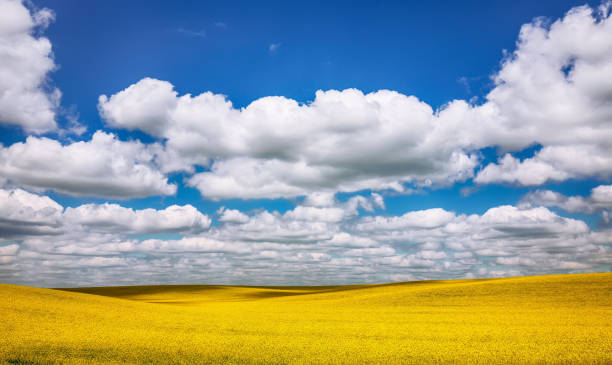 istock flowering field of colza outdoors in spring 1026846182