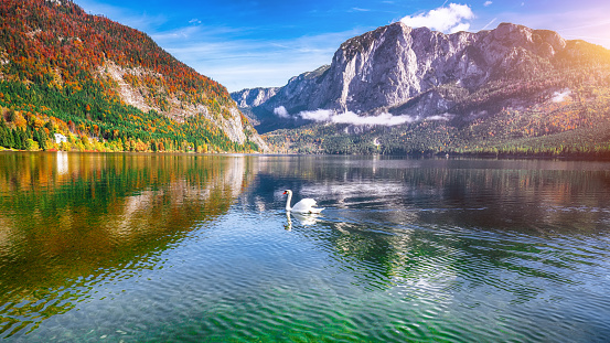 Sunny morning on the lake Altausseer See. Sunny autumn scene with swan in the morning. Location: resort Altausseer see, Liezen District of Styria, Austria, Alps. Europe.