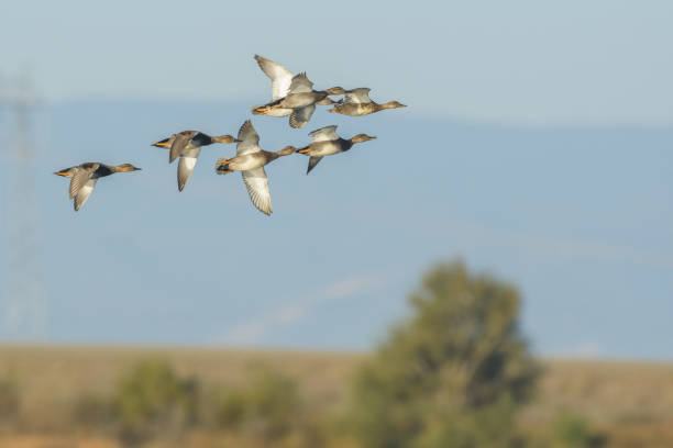 istock Waterfowl birds flying above ground 1026848942