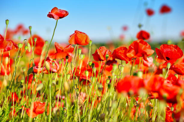 istock Wild red summer poppies in wheat field. 1026849732