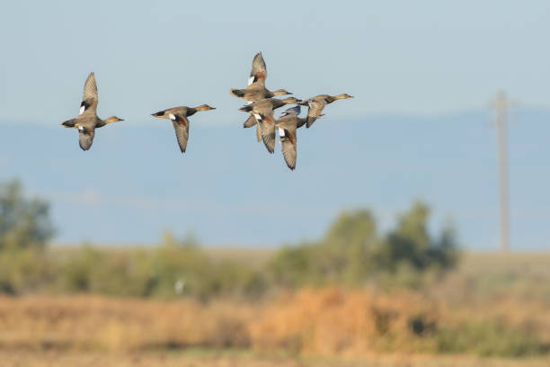 istock Flying flock of wild brown ducks 1026858652
