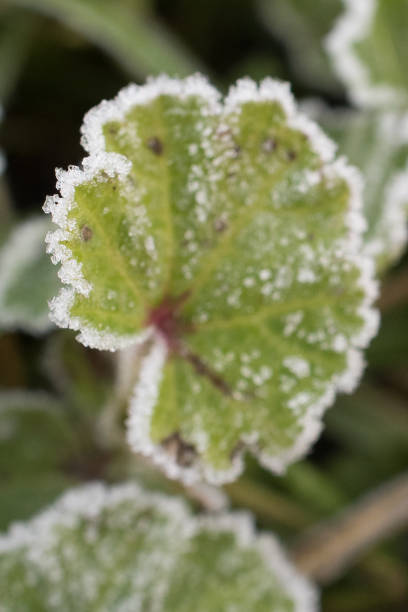 istock Closeup of ice crystals on leaf 1026861472