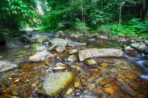 istock Fairy mountain forest at the river. 1026861538
