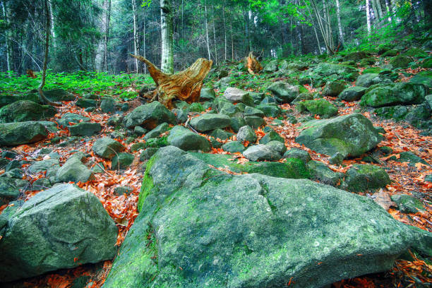 Colorful green mossy big stones. bright bushy lichen on an old gray stones in the mystic forest. Carpathian region. Ukraine