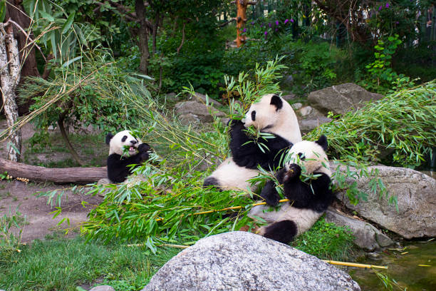 panda orsi che mangiano bambù - panda outdoors horizontal chengdu foto e immagini stock