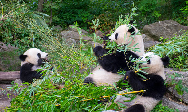 panda orsi che mangiano bambù - panda outdoors horizontal chengdu foto e immagini stock