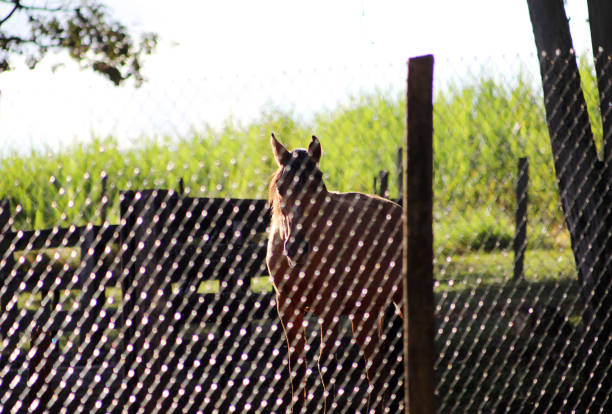 Franca, Brazil - April 29, 2018: Horse behind the fence in farm in the Franca city, interior of the state Sao Paulo in Brazil