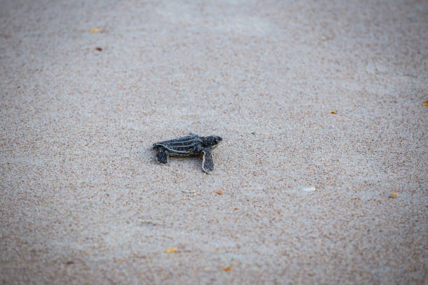 istock Baby Leather back sea turtle 1026867816