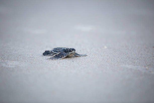 istock Baby Leather back sea turtle 1026867838