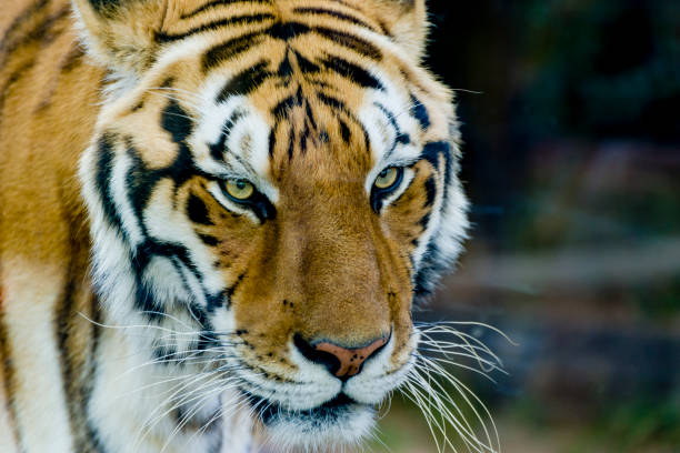istock Royal bengal tiger with stare 1026868094