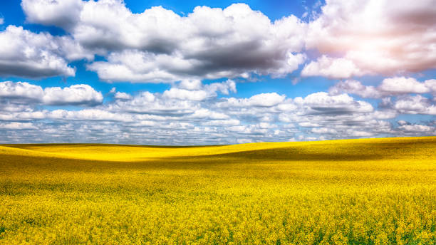 istock Flowering field of colza outdoors in spring. 1026874496