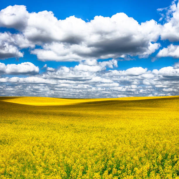 istock Flowering field of colza. 1026878098