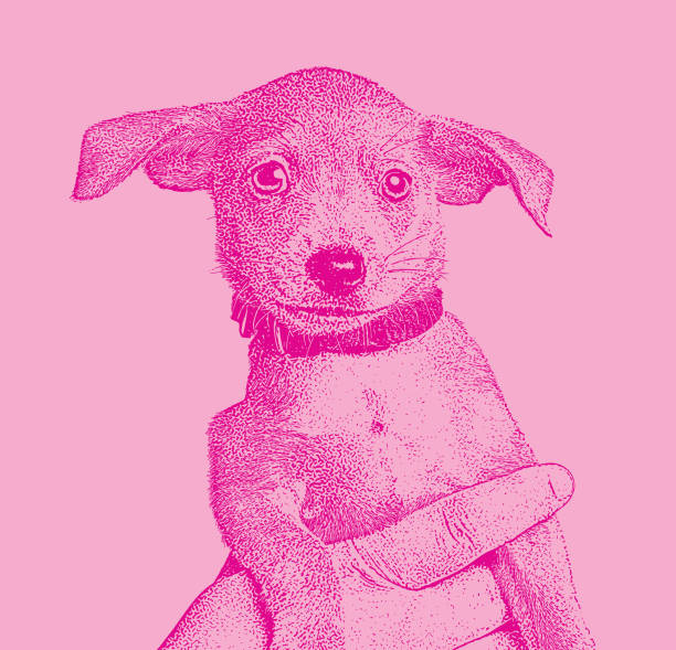 illustrations, cliparts, dessins animés et icônes de terrier chihuahua race mélangée chiot chien dans un refuge pour animaux dans l’espoir d’être adopté. âgés de 6 semaines. - chihuahua stroking pets human hand