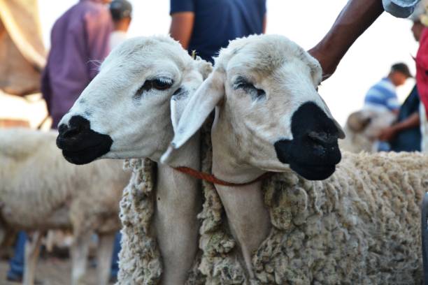 istock Sheep Market in Marrakesh, Morocco 1026880696