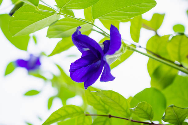 istock Butterfly pea Clitoria ternatea blue flower closeup 1026880862