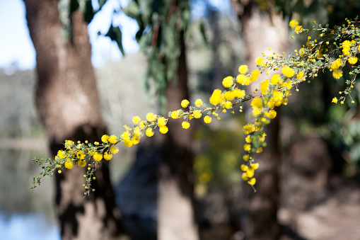 Yellow Wattle growing on the banks of the Murray river Dwellingup, Western australia