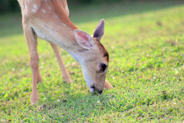 istock Whitetail Deer in the Summer 1026890204