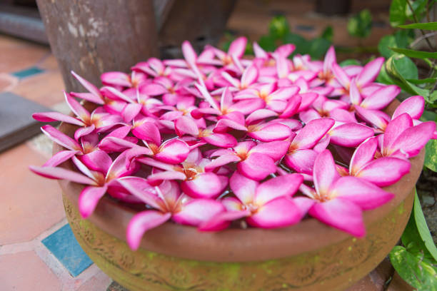 Plumeria flowers in terracotta pot