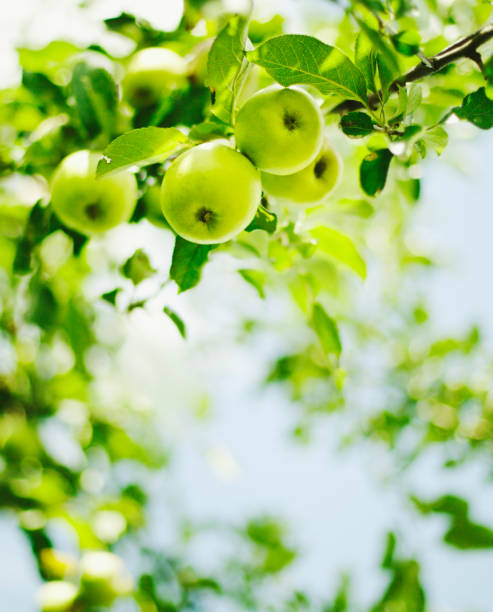 green apples hanging on branch - nature selective focus green vertical imagens e fotografias de stock
