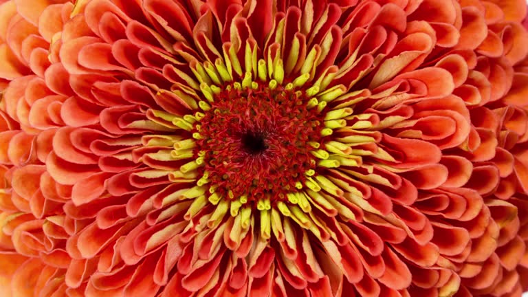 Orange Zinnia Flower Blooming