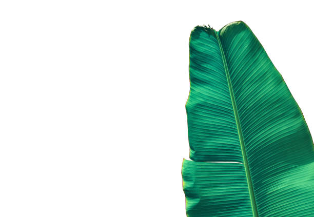 istock tropical banana palm leaf isolated on white background with clipping path for design element 1026907266