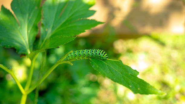 나비 유충 - butterfly swallowtail butterfly caterpillar black 뉴스 사진 이미지