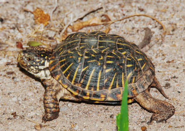 istock Desert Box Turtle (Terrapene Ornata Luteola) at Las Cruces, New Mexico 1026912744