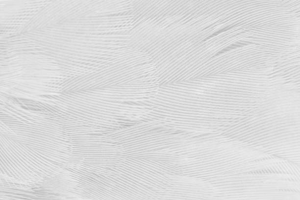 fundo de textura de penas preto e branco - feather white macro bird - fotografias e filmes do acervo