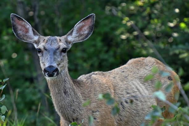 istock Young Unhealthy Looking Female Deer 1026915536