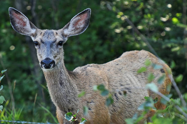 istock Young Unhealthy Looking Female Deer 1026915546