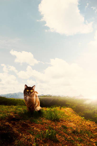 istock Cat sitting on the grass 1026925648