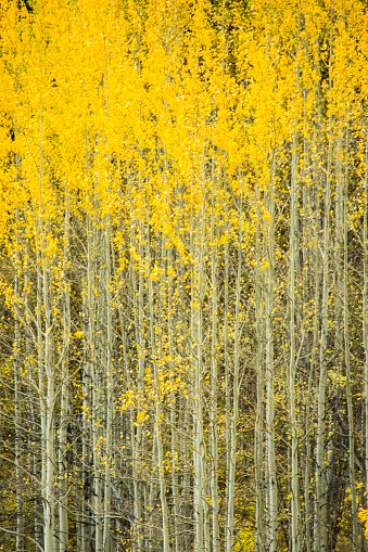 Autumn Aspens in the Rocky Mountains