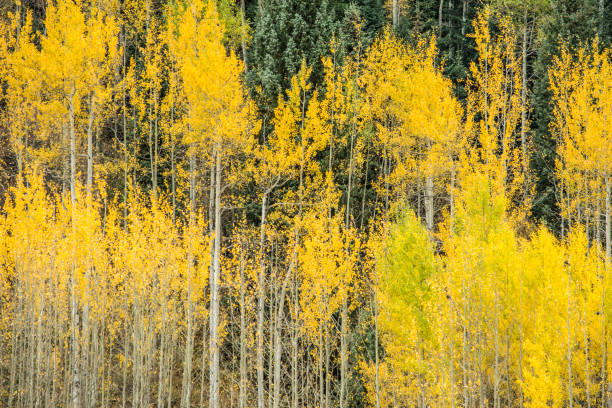istock Rocky Mountain Autumn 1026933380