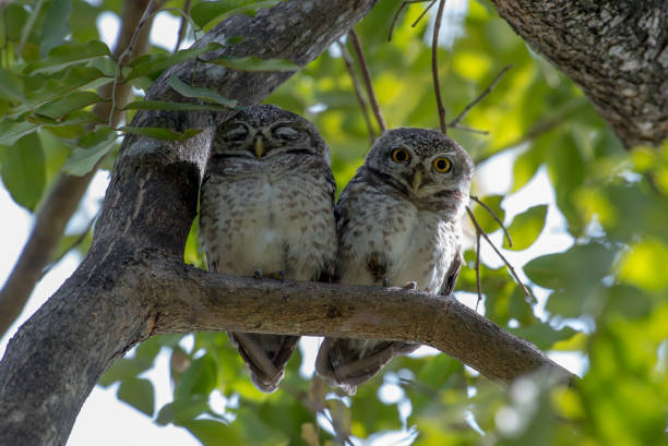 istock Spotted owlet is a small owl which breeds in tropical Asia 1026933494