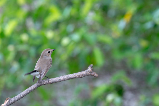 istock Red-throated Flycatcher or Taiga Flycatcher 1026933570