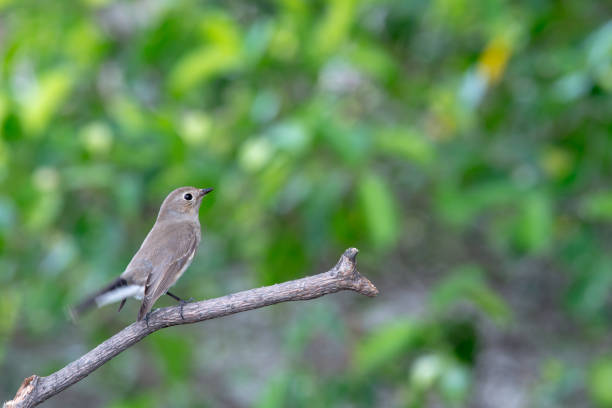 istock Red-throated Flycatcher or Taiga Flycatcher 1026933614