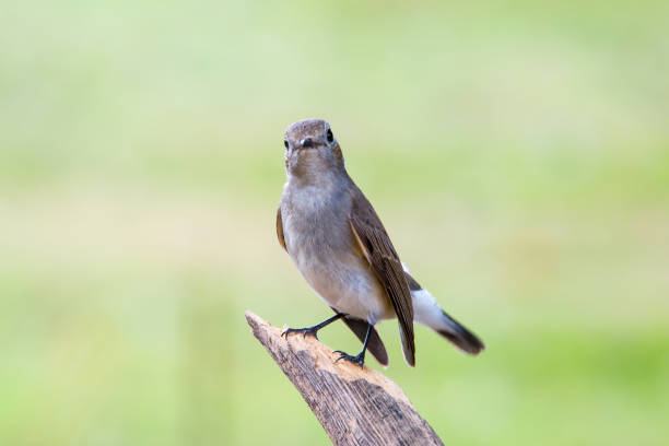 istock Red-throated Flycatcher or Taiga Flycatcher 1026933716