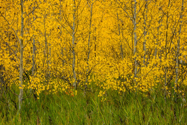 istock Rocky Mountain Autumn 1026934054