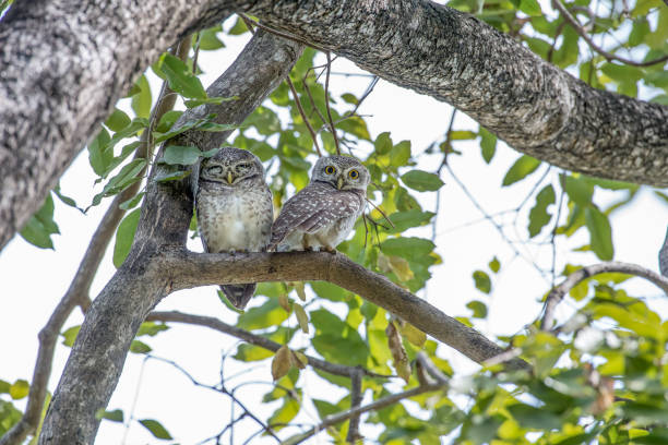 istock Spotted owlet is a small owl which breeds in tropical Asia 1026936618